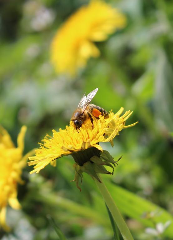 Urlaub Mitten Im Wald - Lueg Scheibbs Zewnętrze zdjęcie